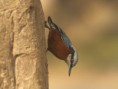 /album/some-overseas-trips/chestnut-bellied-nutatch-2-corbett-park-jpg/